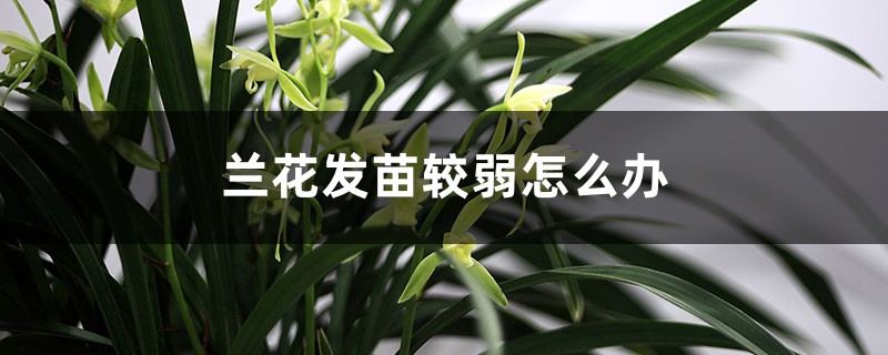 兰花发苗较弱怎么办,弱苗可以用生锯末养吗 兰花发苗较弱怎么办,弱苗可以用生锯末养吗