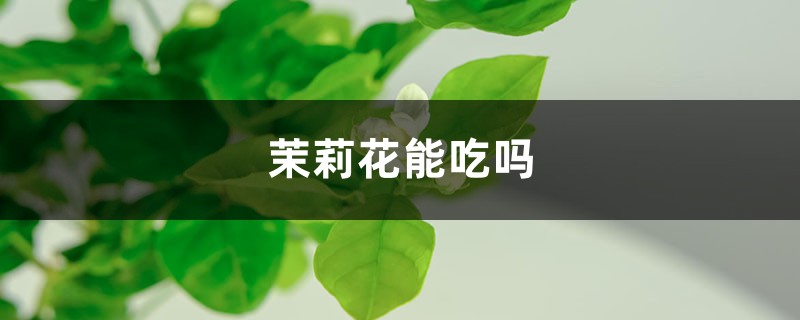 茉莉花能吃吗,对身体好吗 茉莉花能吃吗,对身体好吗