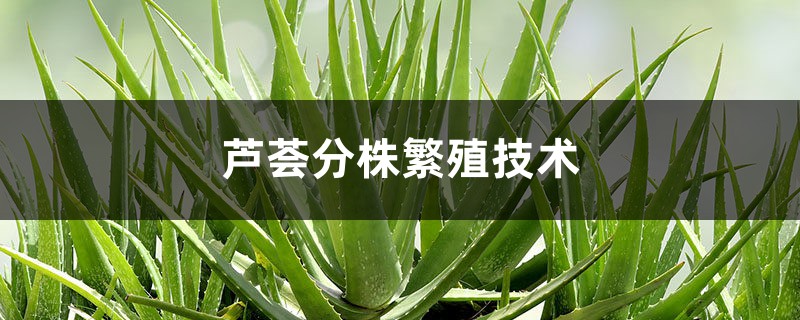 芦荟分株繁殖技术,分株的时间 芦荟分株繁殖技术,分株的时间
