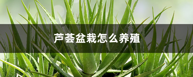 芦荟盆栽怎么养殖,养殖一两年要换盆吗 芦荟盆栽怎么养殖,养殖一两年要换盆吗