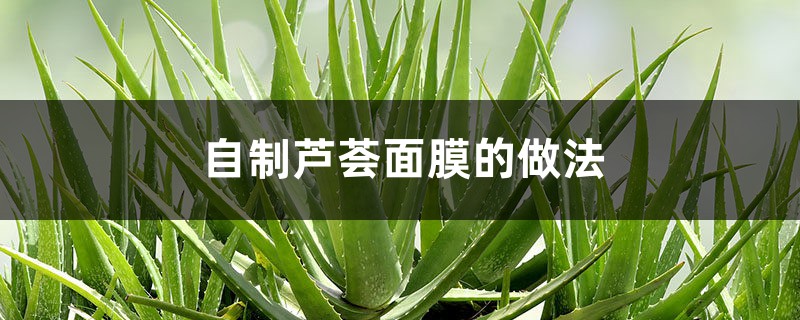 自制芦荟面膜的做法,芦荟敷脸有什么好处 自制芦荟面膜的做法,芦荟敷脸有什么好处