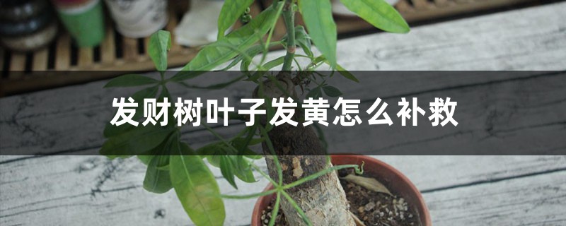 发财树叶子发黄怎么补救,浇水多了烂根发软还有救吗 发财树叶子发黄怎么补救,浇水多了烂根发软还有救吗