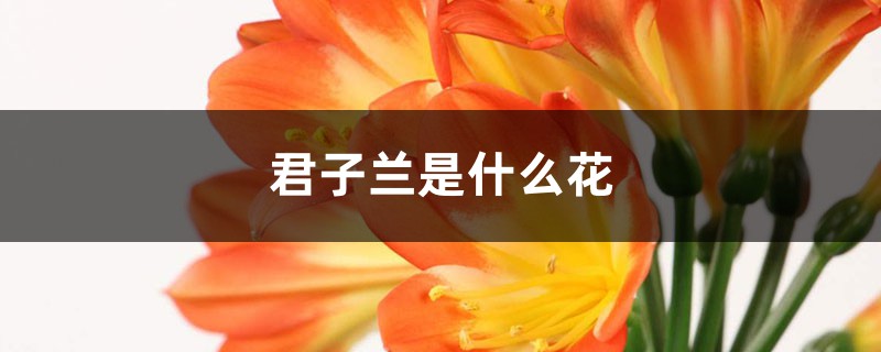 君子兰是什么花,是室内花还是室外花 君子兰是什么花,是室内花还是室外花
