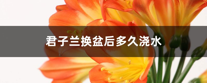 君子兰换盆后多久浇水,换盆后多久可以晒太阳 君子兰换盆后多久浇水,换盆后多久可以晒太阳
