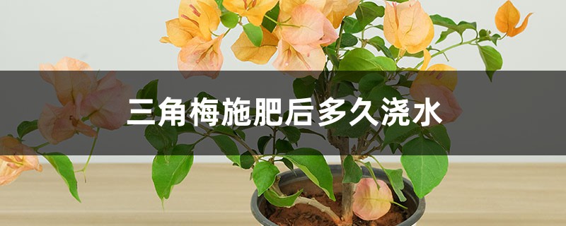 三角梅施肥后多久浇水，浇水时放点醋行吗