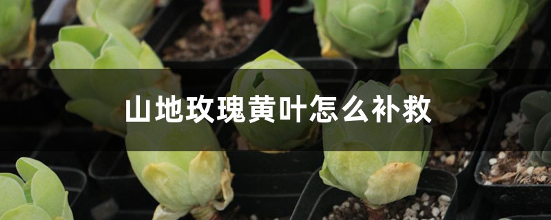 山地玫瑰黄叶的原因和处理办法 山地玫瑰黄叶的原因和处理办法