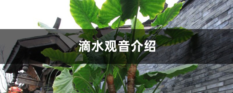 滴水观音介绍,滴水观音的花语 滴水观音介绍,滴水观音的花语