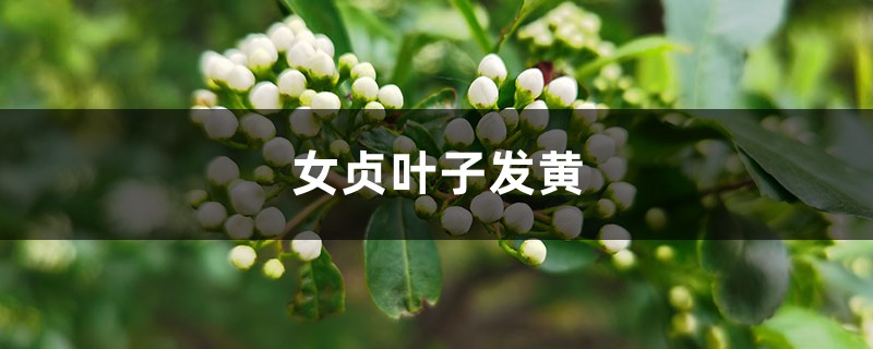 女贞黄叶的原因和处理办法 女贞黄叶的原因和处理办法