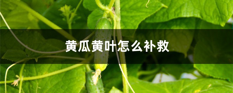 黄瓜黄叶的原因和处理办法 黄瓜黄叶的原因和处理办法