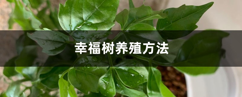 幸福树养殖方法,幸福树怎么养活 幸福树养殖方法,幸福树怎么养活