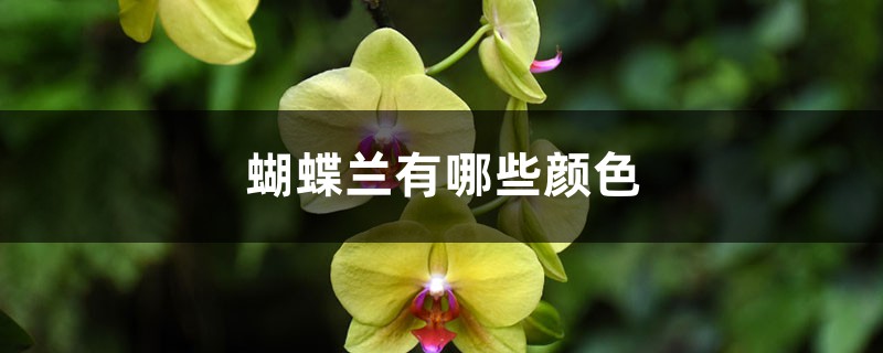 蝴蝶兰有哪些颜色,蝴蝶兰有什么特点 蝴蝶兰有哪些颜色,蝴蝶兰有什么特点