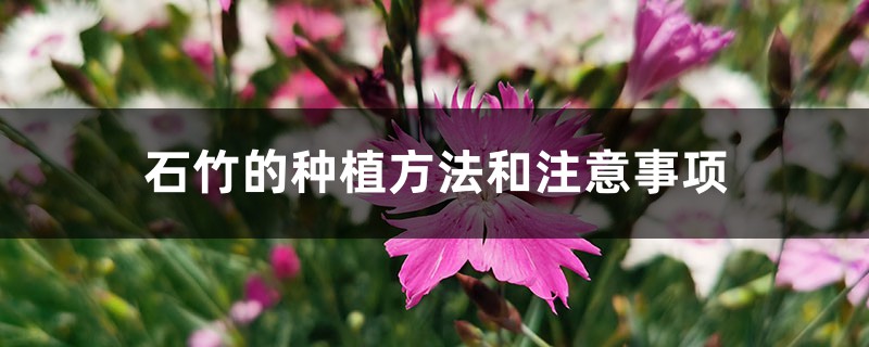 石竹的种植方法和注意事项 石竹的种植方法和注意事项