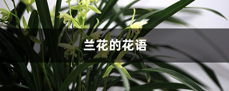 兰花的花语和寓意,有什么传说故事 兰花的花语和寓意,有什么传说故事
