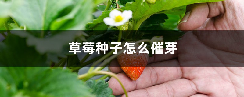 草莓种子怎么催芽,怎么育苗 草莓种子怎么催芽,怎么育苗