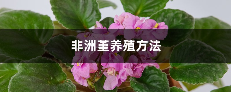 非洲堇养殖方法,有什么注意事项 非洲堇养殖方法,有什么注意事项