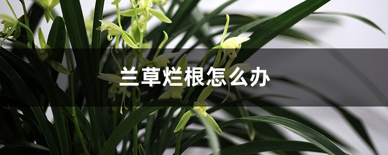 兰草烂根怎么办，烂根还能活吗