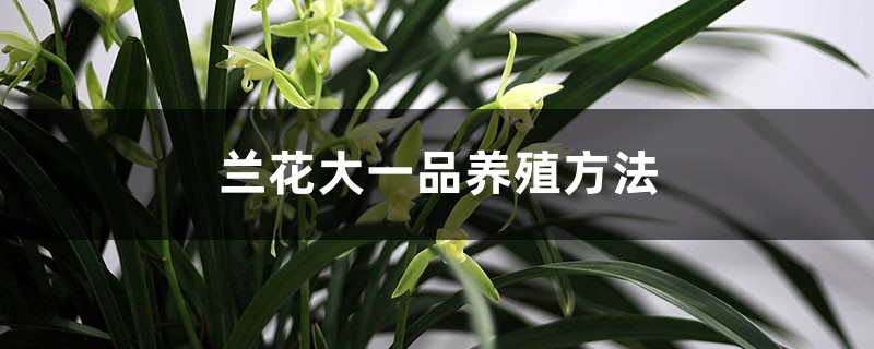 兰花大一品养殖方法,这个品种有什么优缺点 兰花大一品养殖方法,这个品种有什么优缺点