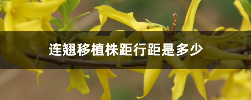 连翘移植株距行距是多少，老桩移植时间和技术