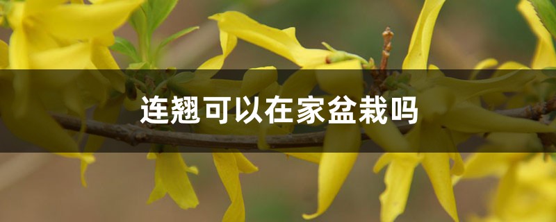 连翘可以在家盆栽吗,用多大的盆 连翘可以在家盆栽吗,用多大的盆