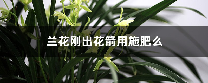 兰花刚出花箭用施肥么,长出花苞后用施肥吗 兰花刚出花箭用施肥么,长出花苞后用施肥吗