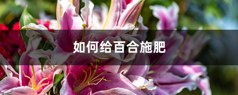 百合施肥方法,用什么肥好 百合施肥方法,用什么肥好