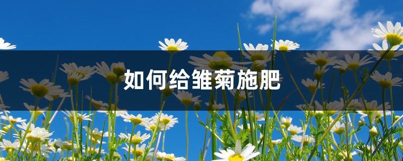 雏菊施肥方法，用什么肥好