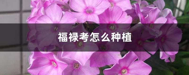 福禄考怎么种植 福禄考怎么种植