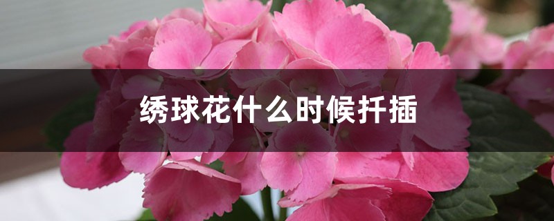 绣球花什么时候扦插,夏天能扦插吗 绣球花什么时候扦插,夏天能扦插吗