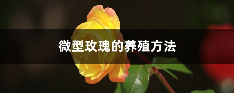 微型玫瑰的养殖方法 微型玫瑰的养殖方法