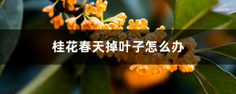 桂花春天掉叶子怎么办 桂花春天掉叶子怎么办