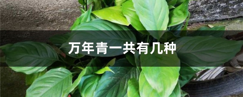 万年青一共有几种 万年青一共有几种