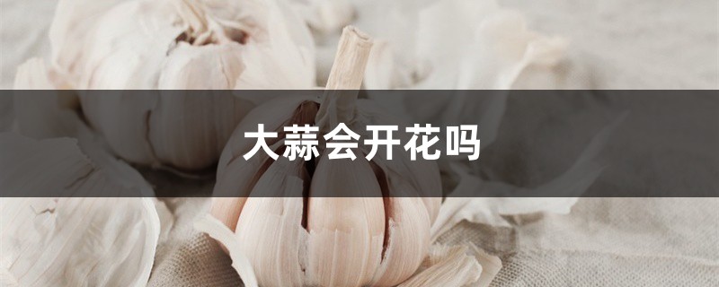 大蒜会开花吗,如何繁殖 大蒜会开花吗,如何繁殖