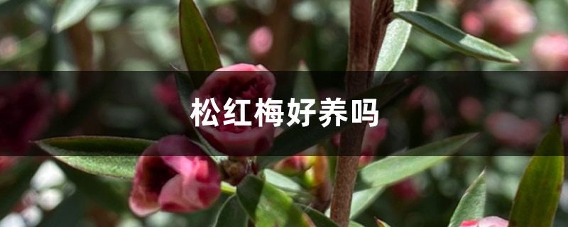 松红梅好养吗 松红梅好养吗
