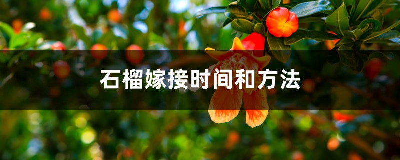 石榴嫁接的时间和方法