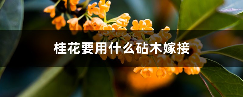 桂花要用什么砧木嫁接 桂花要用什么砧木嫁接