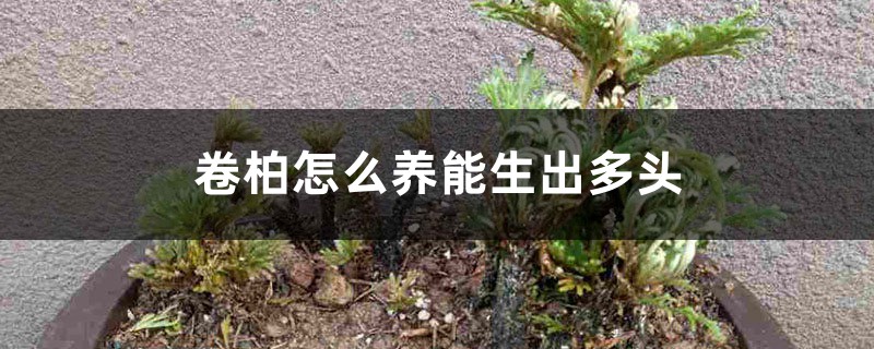 卷柏怎么养能生出多头 卷柏怎么养能生出多头