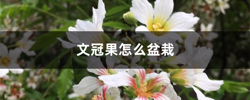 文冠果怎么盆栽