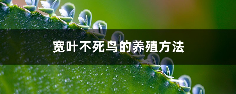 宽叶不死鸟的养殖方法和养殖方法 宽叶不死鸟的养殖方法和养殖方法