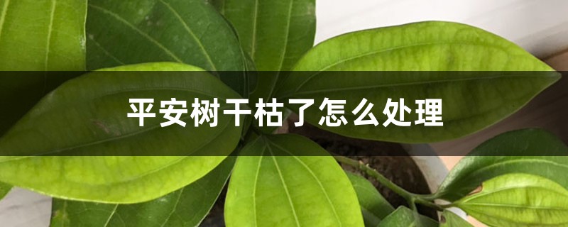 平安树干枯了怎么处理 平安树干枯了怎么处理