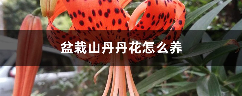 盆栽山丹丹花怎么养