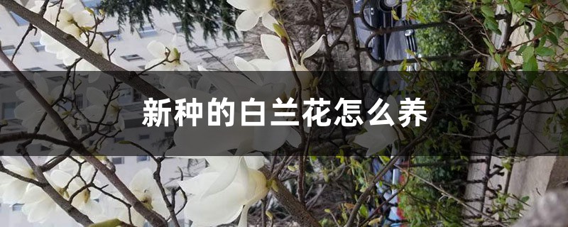 新种的白兰花怎么养