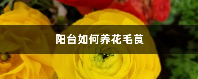 阳台如何养花毛茛,需要注意什么 阳台如何养花毛茛,需要注意什么