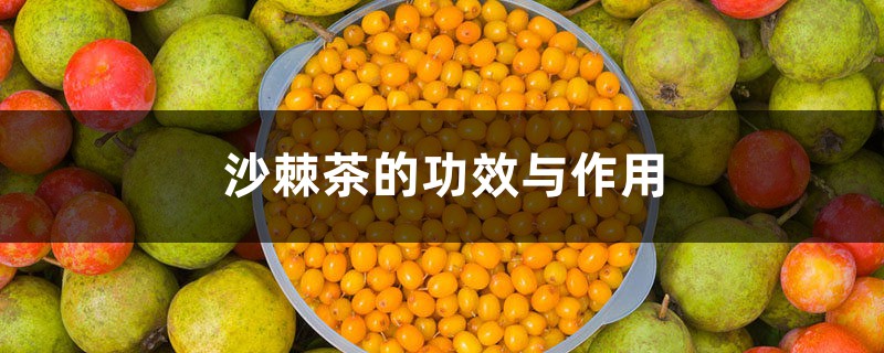 沙棘茶的功效与作用,沙棘果汁的功效与作用 沙棘茶的功效与作用,沙棘果汁的功效与作用