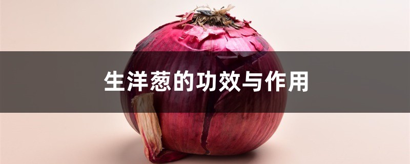 生洋葱的功效与作用,吃生洋葱有什么好处 生洋葱的功效与作用,吃生洋葱有什么好处