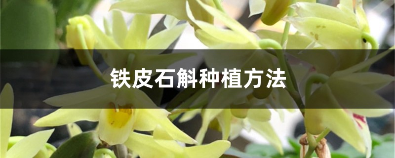铁皮石斛种植方法,铁皮石斛怎么养 铁皮石斛种植方法,铁皮石斛怎么养