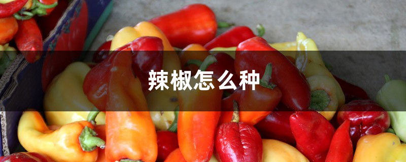 辣椒怎么种,辣椒的价格 辣椒怎么种,辣椒的价格