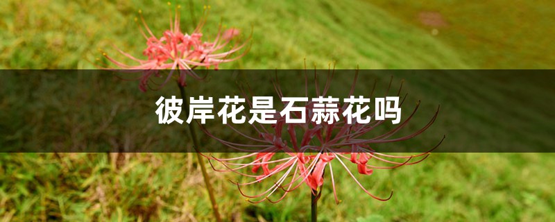 彼岸花是石蒜花吗，彼岸花与石蒜花的区别