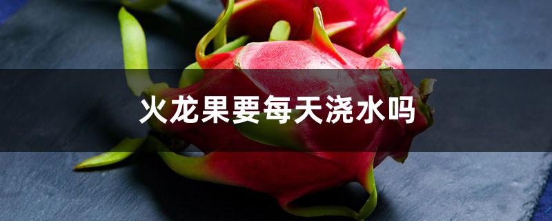 火龙果要每天浇水吗,扦插多久浇水 火龙果要每天浇水吗,扦插多久浇水