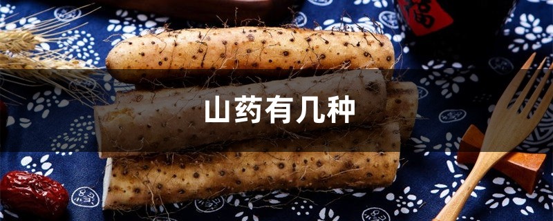 山药有几种,什么品种的山药好 山药有几种,什么品种的山药好