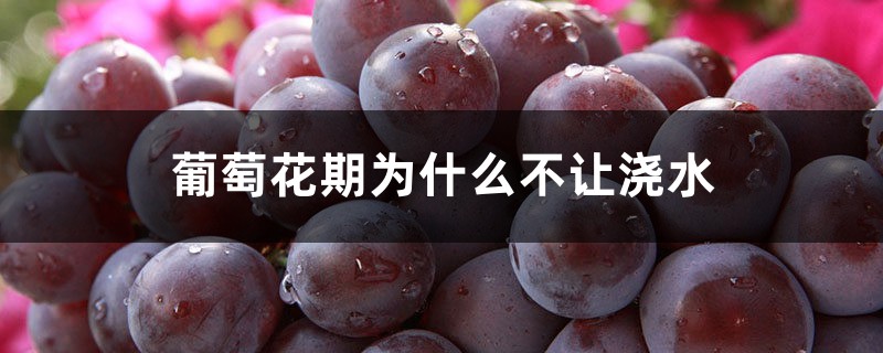 葡萄花期为什么不让浇水,开花的时候施什么肥 葡萄花期为什么不让浇水,开花的时候施什么肥